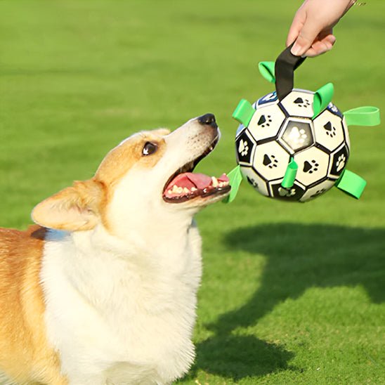 Ballon Chien "Football" - CHIENCALINCOOL